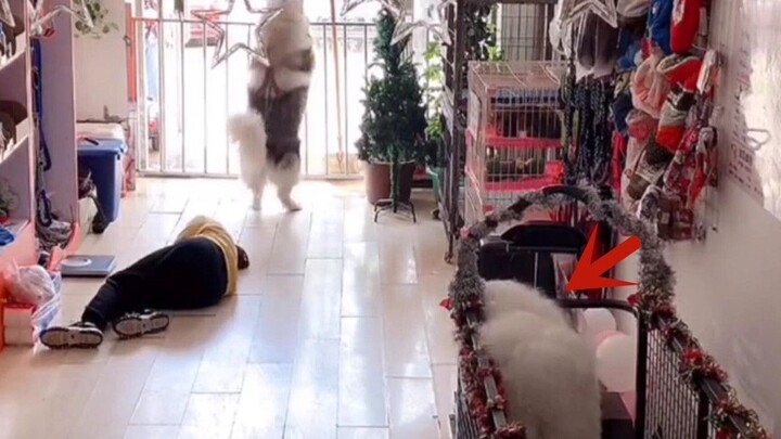 A woman fainted while working in a pet store. Alaska immediately ran for help, and the Samoyed's rea