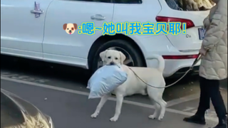 笨蛋小狗只要被人摸一下头就开始喜欢人类！