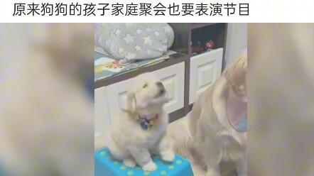 โอ้ ที่แท้การรวมตัวของครอบครัวหมาก็ต้องแสดงโชว์ด้วยนะ!