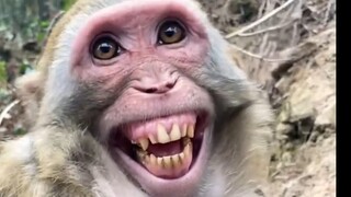 Look how protective monkeys are of their babies!