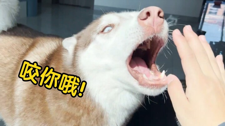 Anjing Husky kelaparan sampai mata merah, kalau nggak dikasih makan langsung ngebanting tuannya—ini 