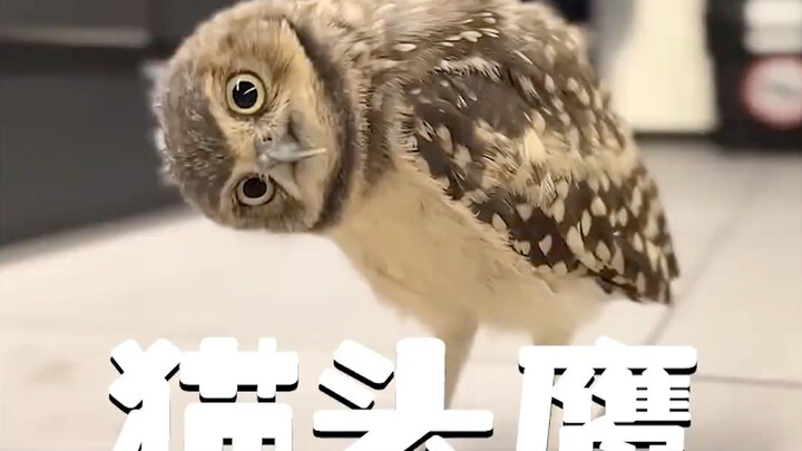 Burung hantu yang tersesat dibesarkan oleh manusia, dan demi tetap tinggal di keluarga ini, ia rela 