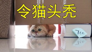 玩玩最近很火的，测试猫能被压多扁