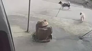 猫：MMP，打狗也要看猫撒