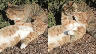 山东几个女生看见猫咪亲亲，直接大声尖叫，猫咪：一帮单身狗