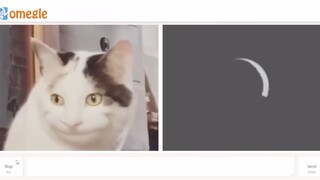 [Beluga dan teman-temannya] Aku harus segera memesan pacar