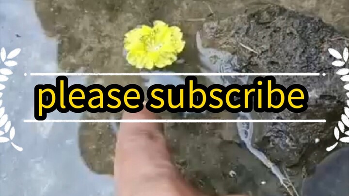 আমি পানিতে একটা অসাধারণ সুন্দর ফুল দেখলাম।#aivideo #trending #fyp #viralvideo