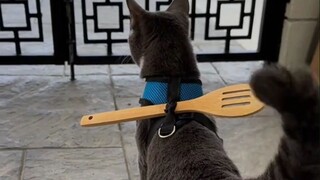 เหมียวเหมียว: เคยอยากถือดาบเดินทางไปทั่ว ไม่คิดเลยว่าจะติดกับเพราะพลั่วอันเดียว