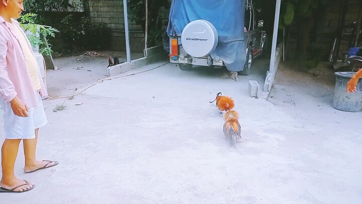 Saint Louis Cardinals Gamefarm: Sparring