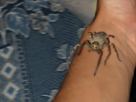 I was just about to fall asleep when a little spider crawled across my face, so I quickly sat up to 