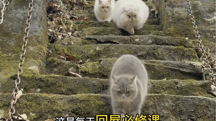 Bringing the cat home～