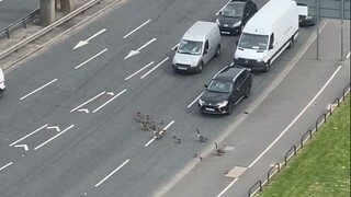 Would you yield to wild animals?