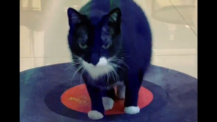 Gak nyangka, ya! Bukan cuma menggosok kaki, Si Babi juga bisa DJ!