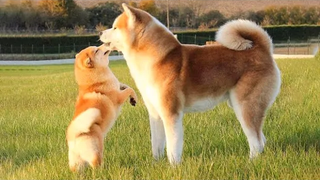 🐶ลูกสุนัขน่ารักทำเรื่องตลก 2022🐶 1 สุนัขที่น่ารักที่สุด