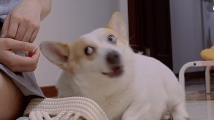 Sulit untuk membayangkan bahwa ini adalah anjing yang cemas secara sosial