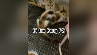 Bông về nhà mới với mẹ  nhớ sống HP nha. Mẹ Cún nhớ Bông nhiều cat mèo