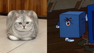 “Kucing dan Tikus, tolong jangan menipuku!”
