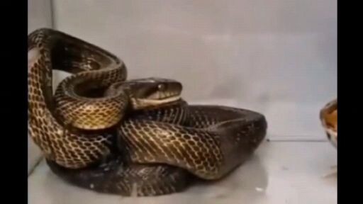 Orochimaru x jiraiya