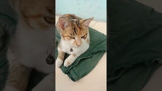 dudukin tai ayam #shorts #comedy #funny #komedi #kucinglucu #cat #komedikucing