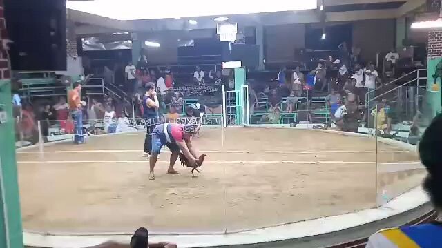 Champion 6 cock Derby Salpukan at garcia cockpit arena