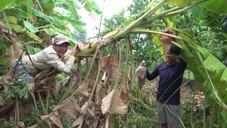 CÁ TRÊ TRẮNG NẤU CANH CHUA BẮP CHUỐI NGON NHỨC NÁCH - TT84