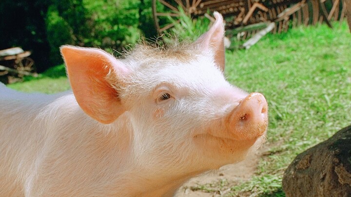 Lucu banget! Siapa sih yang nggak mau punya babi kayak gini?