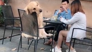 狗子：你说你俩谈恋爱就谈吧，把我拉出来干嘛。也不考虑一下我的感受！
