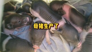 母猪终于生产了。母子平安