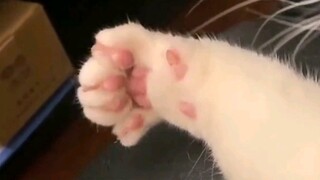 มีอุ้งเท้าเล็กๆ กำลังทักทายคุณอยู่