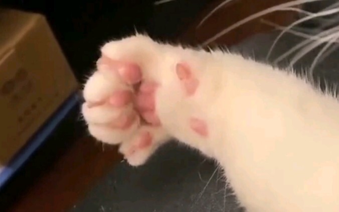 有只小爪爪在向你打招呼