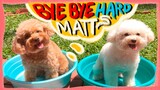 How to Groom a Toy Poodle At Home | MATTING FREE Herbal Bath Remedy for Dogs | The Poodle Mom