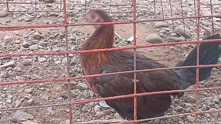 Daughter of my Madigin Claret.3months old