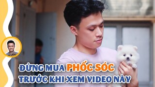 Chọn mua một chú chó Phốc sóc KHOẺ - ĐẸP - THUẦN CHỦNG