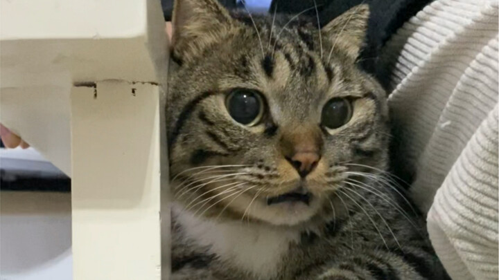 เสียงตดของเสี่ยวเฟยมาแล้ว!!!