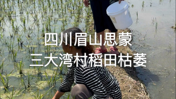 In Sandawan Village, Simeng Town, Meishan, rice paddies have withered for three years, and the cause