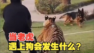 What happens when a tiger meets a dog?
