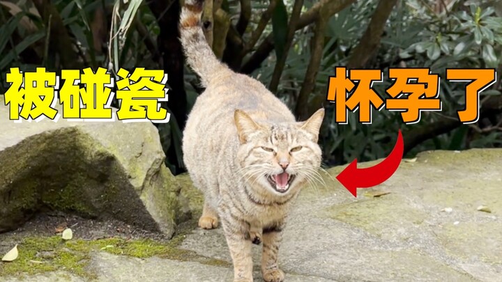 During our spring outing, a pregnant stray cat deliberately bumped into me and then cried and begged