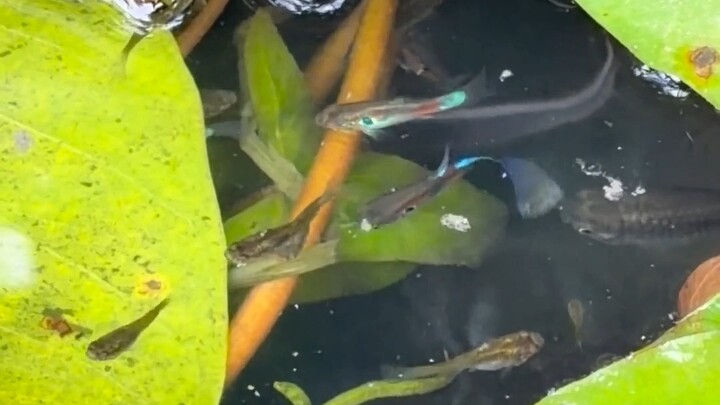 Small fish#fish#smallfish#cute#beautifulfish