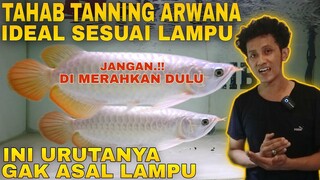 TAHAP IDEAL TANNING ARWANA SUPER RED DENGAN URUTAN LAMPU TANNING AROWANA