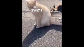 เรื่องวุ่นวุ่นวัยรุ่นไม่มีแฟน