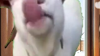 Wang Baobao's formula live broadcast