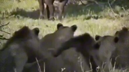 Lion: Who ordered the takeout?