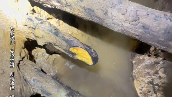 Ternyata di dalam gua muncul Huangchang Ticao?