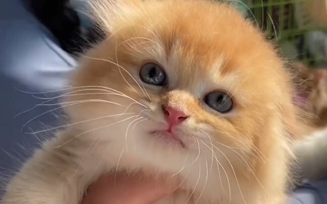 เดินเข้าสู่ตลาดแมวเพื่อดูแมว