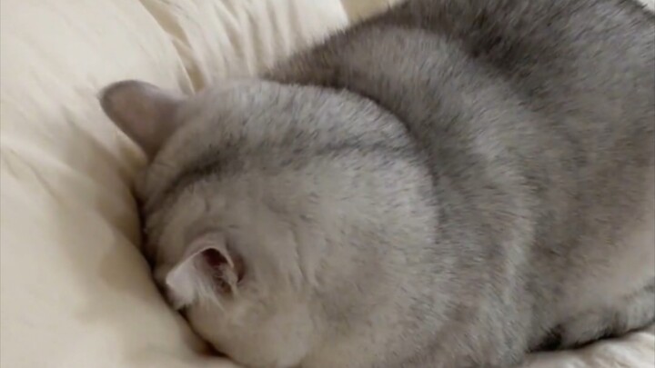 แมวไซแอมส์สีเงินจอมป่วนโกรธจนตัวกลม