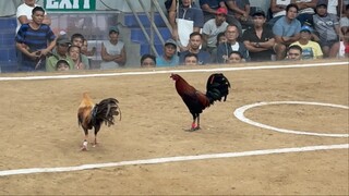 5 STAG @LA GALLERA DE CAGAYAN WDWWL. First fight