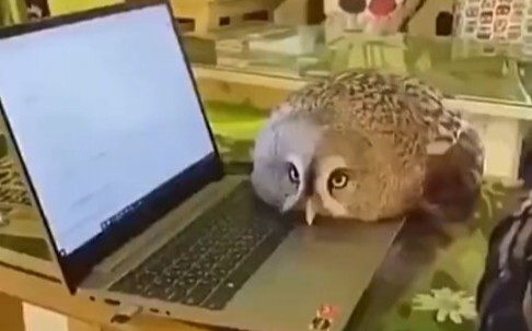 You call this thing a "raptor"?