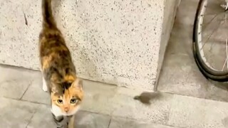 لحظات حماية القطط والكلاب لأصحابها؛ وجودها أحيانًا أشبه ما يكون بالعائلة.