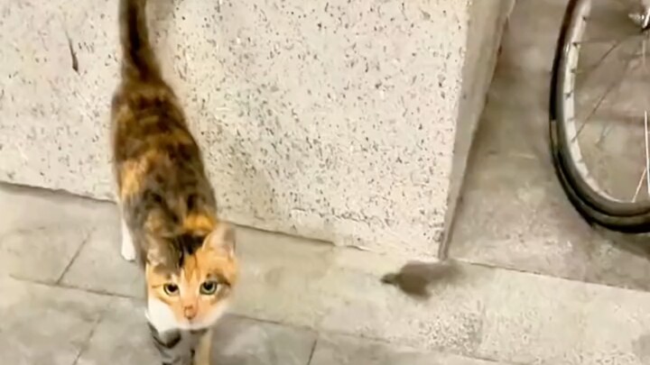 猫狗护主瞬间，它们的存在有时候更像家人