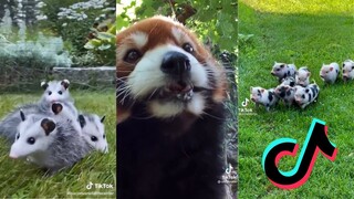 Cute and Funny Animal TikToks - Animal Side of Tiktok #4